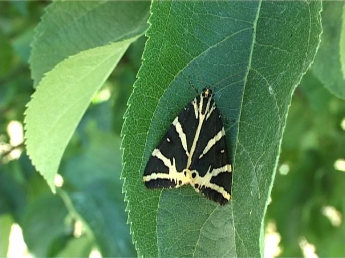 Russischer Bär ( Euplagia quadripunctaria ) : Kaiserstuhl, 18.07.2006